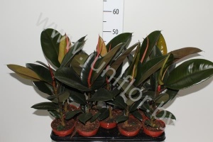 Фикус Ficus Robusta