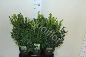 Самшит Buxus Sempervivum Bushes