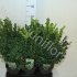 Самшит Buxus Sempervivum Bushes Самшит Buxus Sempervivum Bushes