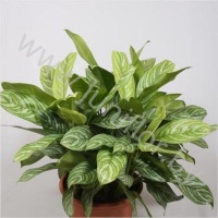 Аглаонема Aglaonema Stripes