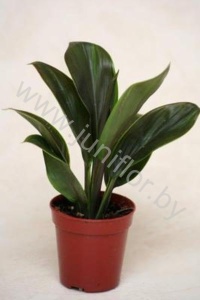 Кордилина Cordyline Green Compacta