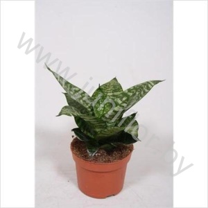 Сансевиерия Sansevieria Hahnii