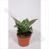 Сансевиерия Sansevieria Hahnii