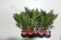 Цикас Cycas Revoluta CITES