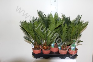 Цикас Cycas Revoluta CITES