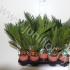 Цикас Cycas Revoluta CITES Цикас Cycas Revoluta CITES