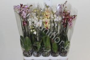 Фаленопсис Phal Mix 4stem