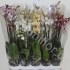 Фаленопсис Phal Mix 4stem Фаленопсис Phal Mix 4stem