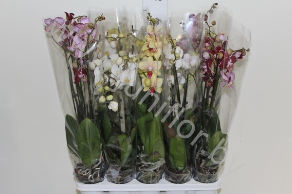 Фаленопсис Phal Mix 4stem