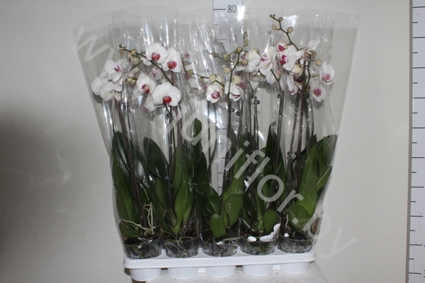 Фаленопсис Phal So Pure 2-Tak Фаленопсис Phal So Pure 2-Tak