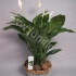 Спатифиллюм Spathiphyllum Coco Scale