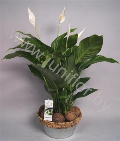 Спатифиллюм Spathiphyllum Coco Scale