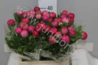 Ранункулус Ranunculus Deep Rose