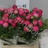 Ранункулус Ranunculus Deep Rose Ранункулус Ranunculus Deep Rose