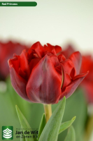 Red Princess