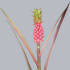 Ананас Ananas Ludidus