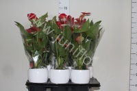 Антуриум Vitara Red In Keramieke Pot