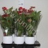 Антуриум Vitara Red In Keramieke Pot Антуриум Vitara Red In Keramieke Pot