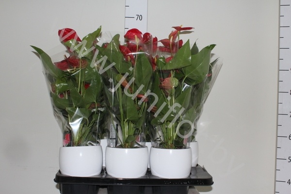 Антуриум Vitara Red In Keramieke Pot