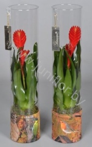 Гузмания FC-14.123