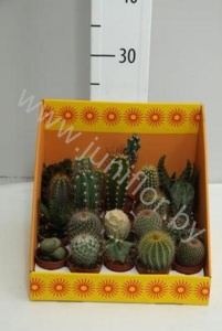 Кактус Showbox cites opuntia,cereus