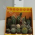 Кактус Showbox cites opuntia,cereus Кактус Showbox cites opuntia,cereus