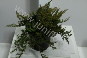 Можжевельник  Juniperus Prince of Wales