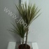 Драцена Dracaena Bicolor 30-10 Драцена Dracaena Bicolor 30-10