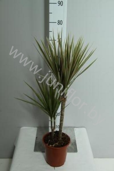Драцена Dracaena Bicolor 30-10