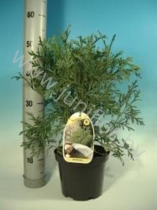 Туевик Thujopsis Dolabrata