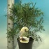 Туевик Thujopsis Dolabrata Туевик Thujopsis Dolabrata