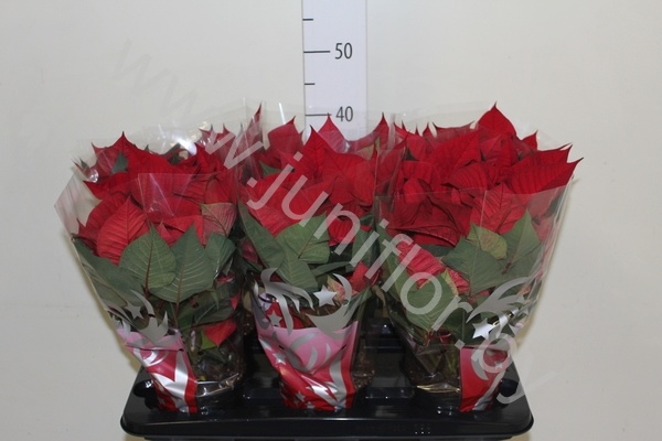 Пуансетия  Euphorbia Sonora White Glitter