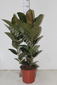 Фикус Ficus Robusta 3pp