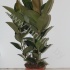 Фикус Ficus Robusta 3pp