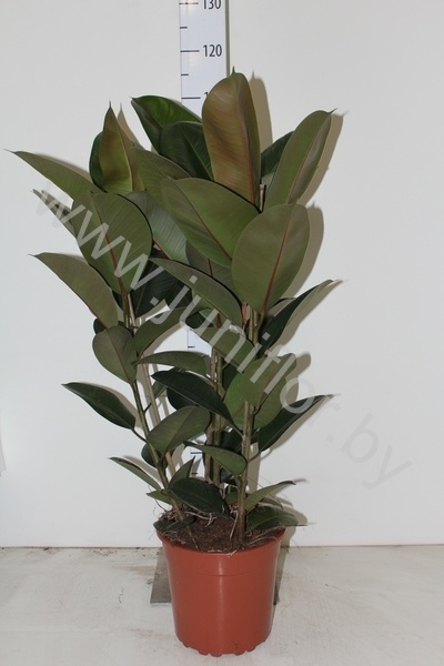 Фикус Ficus Robusta 3pp
