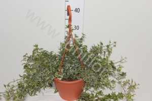 Плющ Hedera Bont
