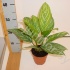 Аглаонема Aglaonema Stripes Аглаонема Aglaonema Stripes