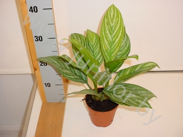 Аглаонема Aglaonema Stripes