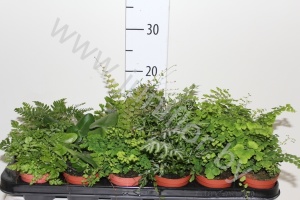 Птерис Pteris Mix