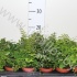Птерис Pteris Mix Птерис Pteris Mix