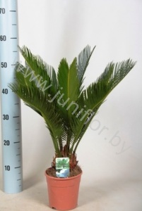 Цикас Cycas Revoluta CITES