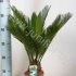Цикас Cycas Revoluta CITES Цикас Cycas Revoluta CITES