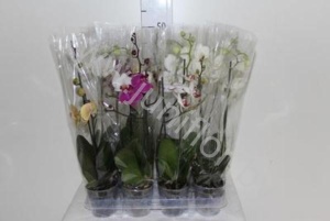 Фаленопсис Phal Mixed 1 Stem