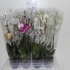Фаленопсис Phal Mixed 1 Stem Фаленопсис Phal Mixed 1 Stem