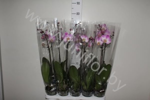 Фаленопсис Phal So Satisfied 1-Tak