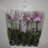 Фаленопсис Phal So Satisfied 1-Tak Фаленопсис Phal So Satisfied 1-Tak