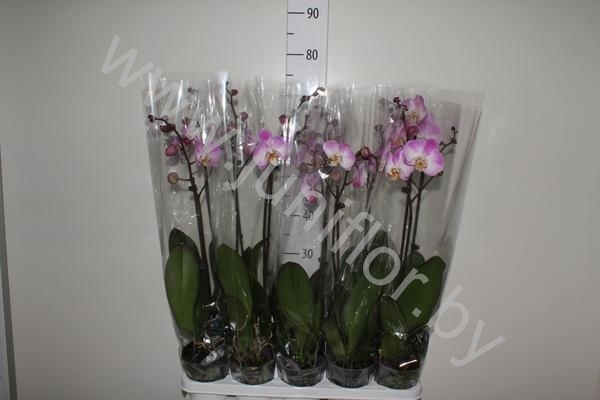 Фаленопсис Phal So Satisfied 1-Tak Фаленопсис Phal So Satisfied 1-Tak