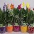 Спатифиллюм Spathiphyllum Coloursplash Basel Ke
