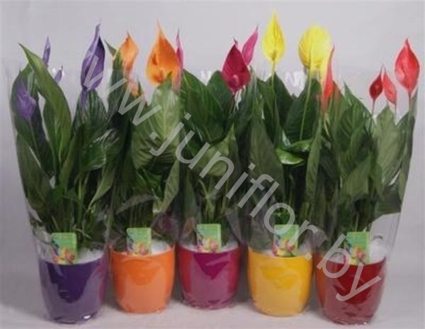 Спатифиллюм Spathiphyllum Coloursplash Basel Ke