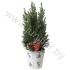 Кипарис Cham.Glossy Zilver Kersttoef NO SNOW